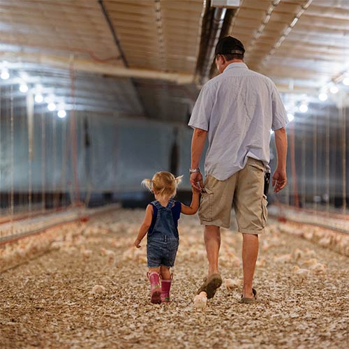 Learn About Chicken Facts